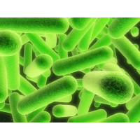 Микроорганизмы активного ила и их функции.      Дисперсные бактерии